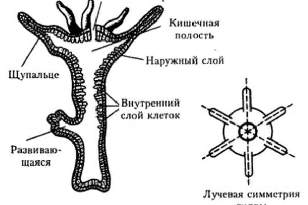 Кракен зеркало 2 веб