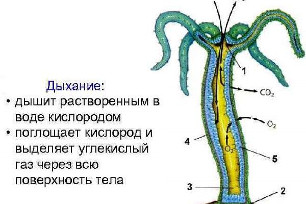 Кракен официальная ссылка kraken torion